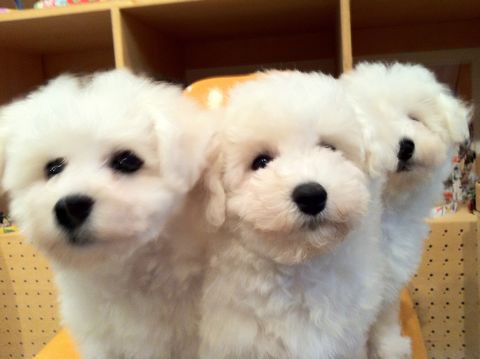 ビションフリーゼフントヒュッテ東京ビションフリーゼこいぬ情報子犬情報ビション赤ちゃんhundehutteビションフリーゼおとこのこビションフリーゼおんなのこ20.jpg