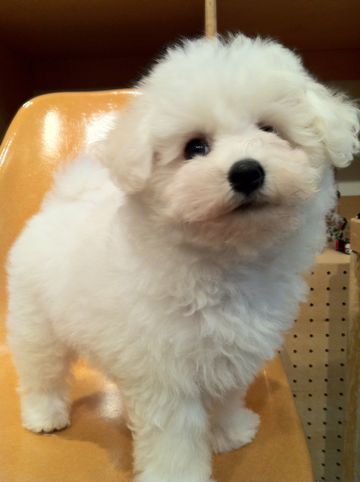 ビションフリーゼフントヒュッテ東京ビションフリーゼこいぬ情報子犬情報ビション赤ちゃんhundehutteビションフリーゼおとこのこビションフリーゼおんなのこ21.jpg