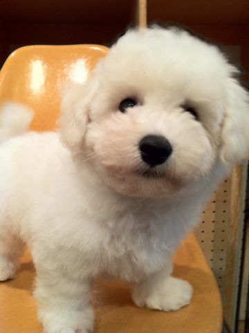 ビションフリーゼフントヒュッテ東京ビションフリーゼこいぬ情報子犬情報ビション赤ちゃんhundehutteビションフリーゼおとこのこビションフリーゼおんなのこ22.jpg