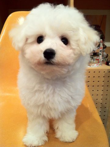 ビションフリーゼフントヒュッテ東京ビションフリーゼこいぬ情報子犬情報ビション赤ちゃんhundehutteビションフリーゼおとこのこビションフリーゼおんなのこ23.jpg