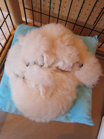 ビションフリーゼフントヒュッテ東京ビションフリーゼこいぬ情報子犬情報ビション赤ちゃんhundehutteビションフリーゼおとこのこビションフリーゼおんなのこ5.jpg