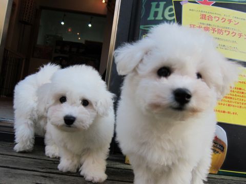 ビションフリーゼフントヒュッテ東京ビションフリーゼこいぬ情報子犬情報ビション赤ちゃんhundehutteビションフリーゼおとこのこビションフリーゼおんなのこ10.jpg