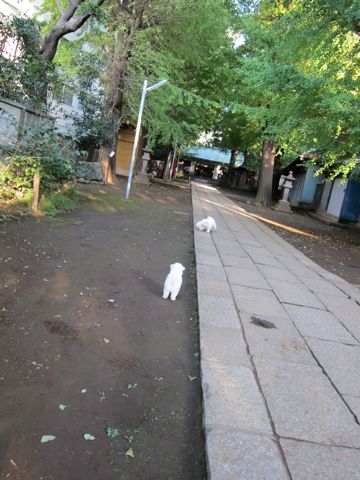 ビションフリーゼフントヒュッテ東京ビションフリーゼこいぬ情報子犬情報ビション赤ちゃんhundehutteビションフリーゼこいぬ子犬はじめてのおさんぽ初めてのお散歩5.jpg