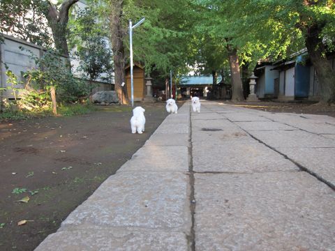 ビションフリーゼフントヒュッテ東京ビションフリーゼこいぬ情報子犬情報ビション赤ちゃんhundehutteビションフリーゼこいぬ子犬はじめてのおさんぽ初めてのお散歩6.jpg