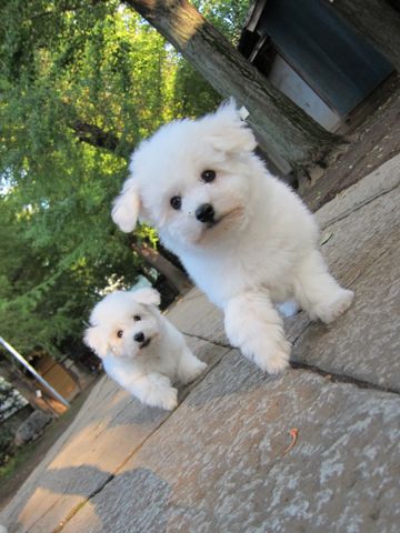 ビションフリーゼフントヒュッテ東京ビションフリーゼこいぬ情報子犬情報ビション赤ちゃんhundehutteビションフリーゼこいぬ子犬はじめてのおさんぽ初めてのお散歩7.jpg