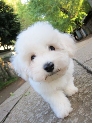 ビションフリーゼフントヒュッテ東京ビションフリーゼこいぬ情報子犬情報ビション赤ちゃんhundehutteビションフリーゼこいぬ子犬はじめてのおさんぽ初めてのお散歩8.jpg