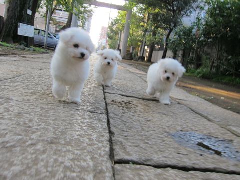 ビションフリーゼフントヒュッテ東京ビションフリーゼこいぬ情報子犬情報ビション赤ちゃんhundehutteビションフリーゼこいぬ子犬はじめてのおさんぽ初めてのお散歩9.jpg