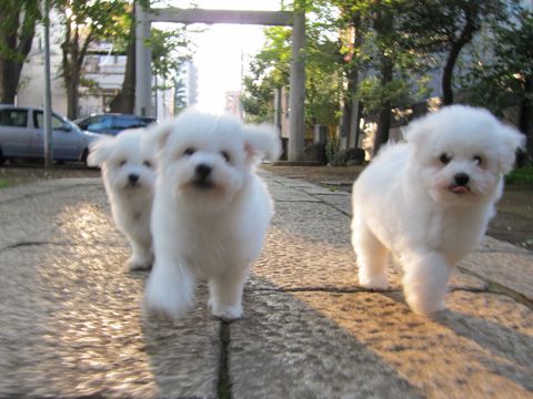 ビションフリーゼフントヒュッテ東京ビションフリーゼこいぬ情報子犬情報ビション赤ちゃんhundehutteビションフリーゼこいぬ子犬はじめてのおさんぽ初めてのお散歩a.jpg