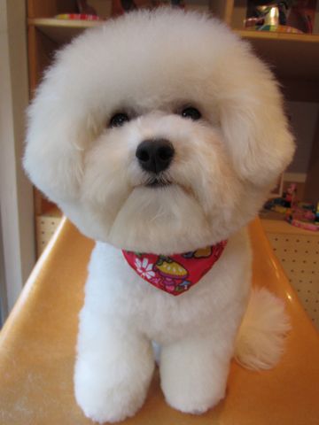 ビションフリーゼフントヒュッテ東京ビションフリーゼこいぬ情報子犬情報ビション赤ちゃんビションhundehutte文京区トリミングナノオゾンペットシャワー使用店東京4.jpg