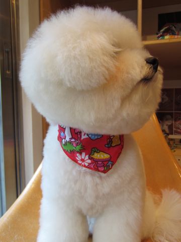 ビションフリーゼフントヒュッテ東京ビションフリーゼこいぬ情報子犬情報ビション赤ちゃんビションhundehutte文京区トリミングナノオゾンペットシャワー使用店東京5.jpg