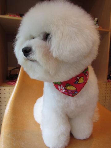 ビションフリーゼフントヒュッテ東京ビションフリーゼこいぬ情報子犬情報ビション赤ちゃんビションhundehutte文京区トリミングナノオゾンペットシャワー使用店東京6.jpg