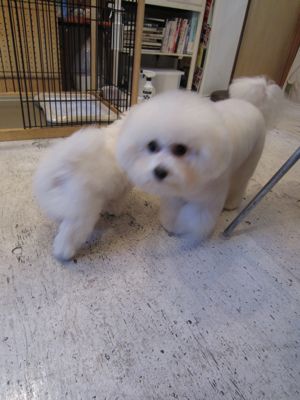 ビションフリーゼフントヒュッテ東京ビションフリーゼこいぬ情報子犬情報ビション赤ちゃんビションhundehutte文京区トリミングナノオゾンペットシャワー使用店東京8.jpg