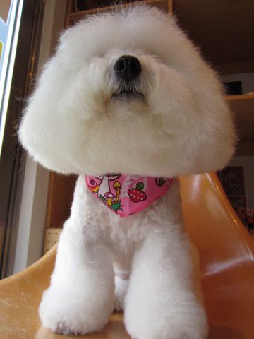 ¥Ó¥·¥ç¥ó¥Õ¥ê¡¼¥¼¥Õ¥ó¥È¥Ò¥å¥Ã¥ÆÅìµþ¥Ó¥·¥ç¥ó¥«¥Ã¥Èhundehutteʸµþ¶è¥È¥ê¥ß¥ó¥°¥Ê¥Î¥ª¥¾¥ó¥Ú¥Ã¥È¥·¥ã¥ï¡¼»ÈÍÑŹÅìµþ¤ª¤Ë¤®¤ê¥Ó¥·¥ç¥ó¥ª¥Ë¥®¥ê¥«¥Ã¥È¥Ó¥·¥ç¥ó3.jpg