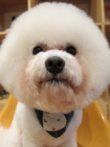 ビションフリーゼカットビションフリーゼフントヒュッテ東京ビションフリーゼトリミングhundehutte文京区トリミングナノオゾンペットシャワー使用店東京1.jpg
