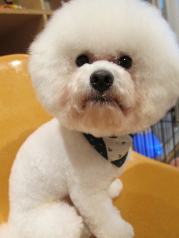 ビションフリーゼカットビションフリーゼフントヒュッテ東京ビションフリーゼトリミングhundehutte文京区トリミングナノオゾンペットシャワー使用店東京2.jpg
