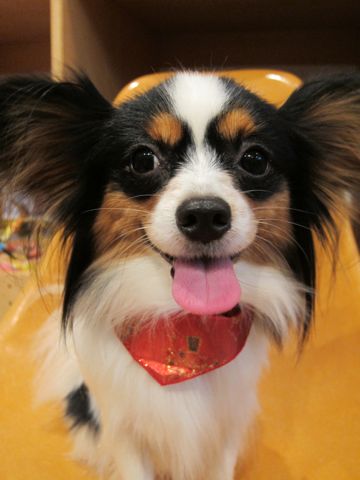 パピヨントリミング文京区フントヒュッテナノオゾンペットシャワー使用店東京hundehutteパピヨンシャンプーハーブパックデンタルケア犬歯磨き歯垢歯石除去.jpg