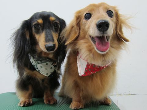ダックスフンドトリミング文京区フントヒュッテナノオゾンペットシャワー使用店東京hundehutteダックスフンドシャンプー年末トリミングクリスマスバンダナ3.jpg