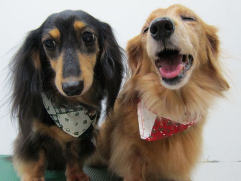 ダックスフンドトリミング文京区フントヒュッテナノオゾンペットシャワー使用店東京hundehutteダックスフンドシャンプー年末トリミングクリスマスバンダナ4.jpg