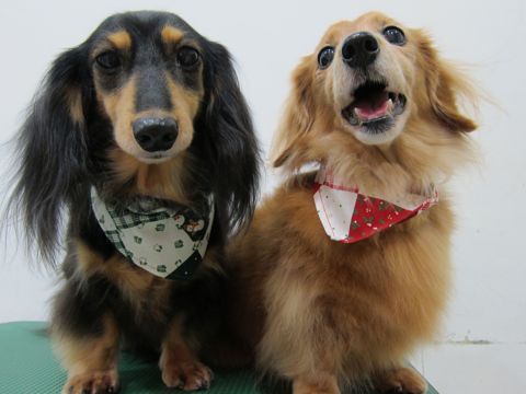 ダックスフンドトリミング文京区フントヒュッテナノオゾンペットシャワー使用店東京hundehutteダックスフンドシャンプー年末トリミングクリスマスバンダナ5.jpg