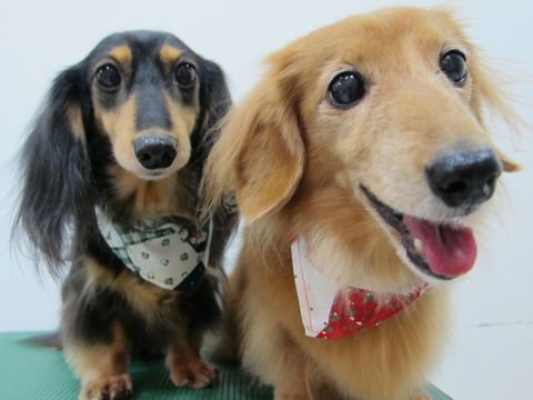 ダックスフンドトリミング文京区フントヒュッテナノオゾンペットシャワー使用店東京hundehutteダックスフンドシャンプー年末トリミングクリスマスバンダナ6.jpg