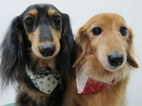ダックスフンドトリミング文京区フントヒュッテナノオゾンペットシャワー使用店東京hundehutteダックスフンドシャンプー年末トリミングクリスマスバンダナ7.jpg
