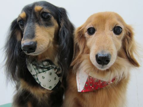 ダックスフンドトリミング文京区フントヒュッテナノオゾンペットシャワー使用店東京hundehutteダックスフンドシャンプー年末トリミングクリスマスバンダナ8.jpg