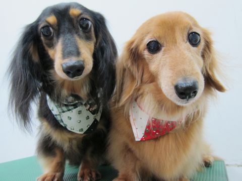 ダックスフンドトリミング文京区フントヒュッテナノオゾンペットシャワー使用店東京hundehutteダックスフンドシャンプー年末トリミングクリスマスバンダナ9.jpg