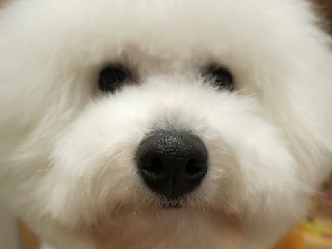 ¥Ó¥·¥ç¥ó¥Õ¥ê¡¼¥¼¥«¥Ã¥È¥Ó¥·¥ç¥ó¥Õ¥ê¡¼¥¼¥Õ¥ó¥È¥Ò¥å¥Ã¥ÆÅìµþ¥Ó¥·¥ç¥ó¥Õ¥ê¡¼¥¼¤³¤¤¤Ì¥Ó¥·¥ç¥ó»Ò¸¤hundehutteʸµþ¶è¥È¥ê¥ß¥ó¥°¥Ê¥Î¥ª¥¾¥ó¥Ú¥Ã¥È¥·¥ã¥ï¡¼»ÈÍÑŹÅìµþ9.jpg