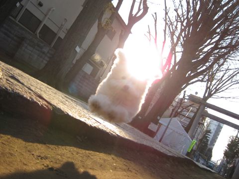 ビションフリーゼフントヒュッテ東京ビションフリーゼ子犬赤ちゃんビションフリーゼこいぬhundehutte文京区ビションフリーゼおさんぽ天祖神社文京区本駒込.jpg
