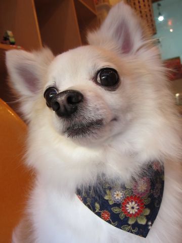 チワワトリミング文京区トリミングフントヒュッテナノオゾンペットシャワー使用店東京hundehutteお正月バンダナ犬ハーブパック犬デンタルケアチワワシャンプー.jpg