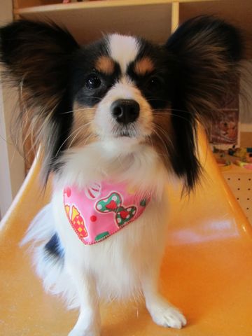 パピヨントリミング文京区フントヒュッテナノオゾンペットシャワー使用店東京hundehutteお正月バンダナ犬ハーブパック犬デンタルケアパピヨンシャンプー.jpg
