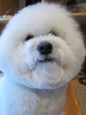ビションフリーゼトリミング文京区フントヒュッテナノオゾンペットシャワー使用店東京hundehutteビションフリーゼカットビションフォルムお正月バンダナ2.jpg