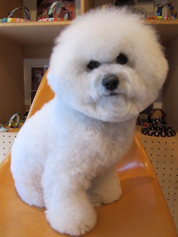 ビションフリーゼトリミング文京区フントヒュッテナノオゾンペットシャワー使用店東京hundehutteビションフリーゼカットビションフォルムお正月バンダナ3.jpg