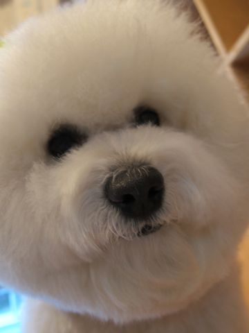 ビションフリーゼトリミング文京区フントヒュッテナノオゾンペットシャワー使用店東京hundehutteビションフリーゼカットビションフォルムお正月バンダナ4.jpg