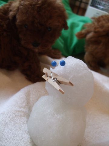 2008年東京初雪雪だるまフントヒュッテトイプードルこいぬ文京区トリミングフントヒュッテナノオゾンペットシャワー使用店東京hundehutteトイ・プードル子犬情報2.jpg