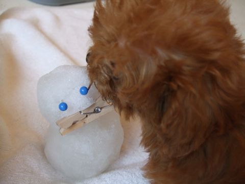 2008年東京初雪雪だるまフントヒュッテトイプードルこいぬ文京区トリミングフントヒュッテナノオゾンペットシャワー使用店東京hundehutteトイ・プードル子犬情報3.jpg