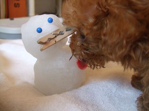 2008年東京初雪雪だるまフントヒュッテトイプードルこいぬ文京区トリミングフントヒュッテナノオゾンペットシャワー使用店東京hundehutteトイ・プードル子犬情報4.jpg
