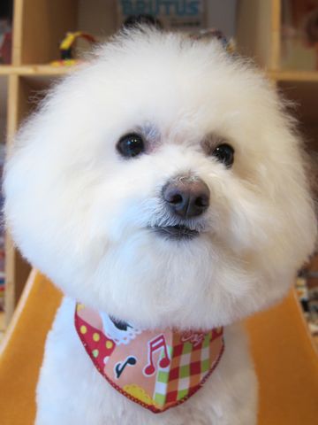 ビションフリーゼトリミング文京区フントヒュッテナノオゾンペットシャワー使用店東京犬ハーブパックhundehutteビションカット犬コスプレ犬被り物犬変身グッズ5.jpg