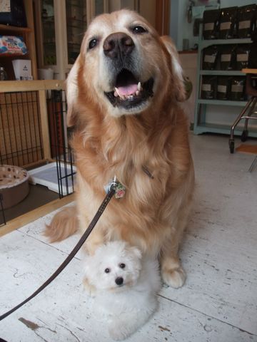 ビションフリーゼこいぬ子犬ビショントリミング文京区フントヒュッテナノオゾンペットシャワー使用店東京hundehutteゴールデン・レトリーバートリミング.jpg