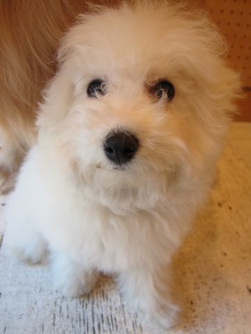 ビションフリーゼこいぬ子犬ビショントリミング文京区フントヒュッテナノオゾンペットシャワー使用店東京hundehutteゴールデン・レトリーバートリミング3.jpg