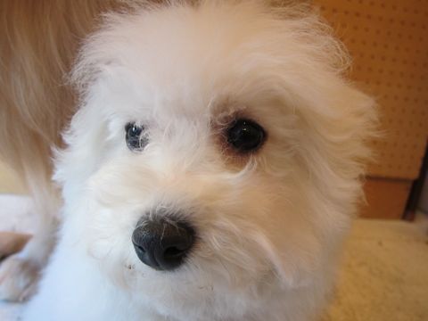ビションフリーゼこいぬ子犬ビショントリミング文京区フントヒュッテナノオゾンペットシャワー使用店東京hundehutteゴールデン・レトリーバートリミング4.jpg