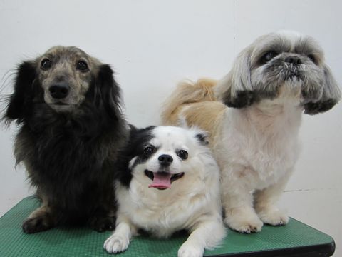 チワワトリミング文京区フントヒュッテナノオゾンペットシャワー使用店東京ハーブパック犬デンタルケアhundehutteシーズートリミングダックスフンドシャンプー.jpg