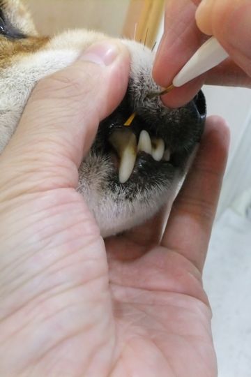 犬歯垢歯石歯周病歯石除去手術動物病院文京区フントヒュッテ歯石除去無麻酔東京犬の歯医者さんわんこの歯医者さん文京区トリミングサロン犬デンタルケア東京hundehutte犬の歯磨き1.jpg