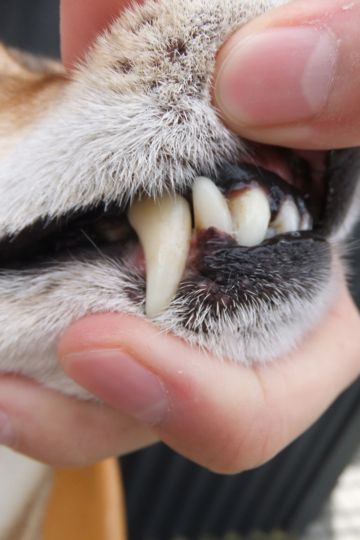 犬歯垢歯石歯周病歯石除去手術動物病院文京区フントヒュッテ歯石除去無麻酔東京犬の歯医者さんわんこの歯医者さん文京区トリミングサロン犬デンタルケア東京hundehutte犬の歯磨き2.jpg