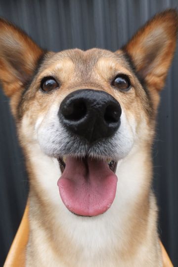 犬歯垢歯石歯周病歯石除去手術動物病院文京区フントヒュッテ歯石除去無麻酔東京犬の歯医者さんわんこの歯医者さん文京区トリミングサロン犬デンタルケア東京hundehutte犬の歯磨き3.jpg