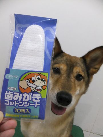 犬歯垢歯石歯周病歯肉炎歯石除去手術動物病院文京区フントヒュッテ歯石除去無麻酔東京犬の歯医者さんわんこの歯医者さん犬歯磨き東京hundehutte歯磨きコットンシート使い方犬の歯磨き1.jpg