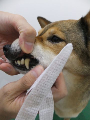 犬歯垢歯石歯周病歯肉炎歯石除去手術動物病院文京区フントヒュッテ歯石除去無麻酔東京犬の歯医者さんわんこの歯医者さん犬歯磨き東京hundehutte歯磨きコットンシート使い方犬の歯磨き2.jpg