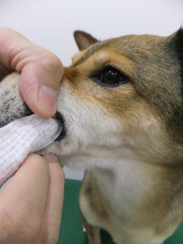 犬歯垢歯石歯周病歯肉炎歯石除去手術動物病院文京区フントヒュッテ歯石除去無麻酔東京犬の歯医者さんわんこの歯医者さん犬歯磨き東京hundehutte歯磨きコットンシート使い方犬の歯磨き3.jpg