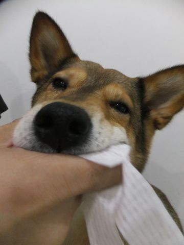 犬歯垢歯石歯周病歯肉炎歯石除去手術動物病院文京区フントヒュッテ歯石除去無麻酔東京犬の歯医者さんわんこの歯医者さん犬歯磨き東京hundehutte歯磨きコットンシート使い方犬の歯磨き4.jpg