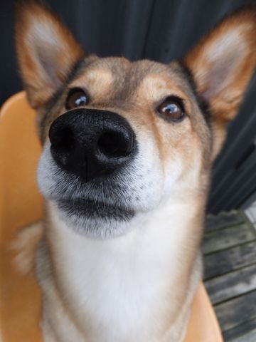 犬歯垢歯石歯周病歯肉炎歯石除去手術動物病院文京区フントヒュッテ歯石除去無麻酔東京犬の歯医者さんわんこの歯医者さん犬歯磨き東京hundehutte歯磨きコットンシート使い方犬の歯磨き5.jpg